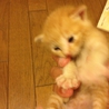 子猫の里親募集 サムネイル2