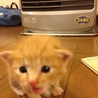 子猫の里親募集 サムネイル3