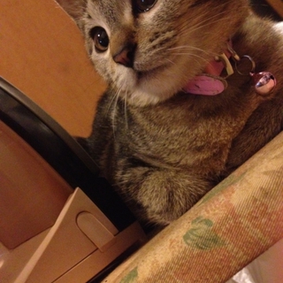 手のかからない成猫ちゃんです(*･ω･*)