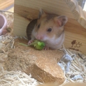 ゴールデンハムスターの赤ちゃんの里親募集