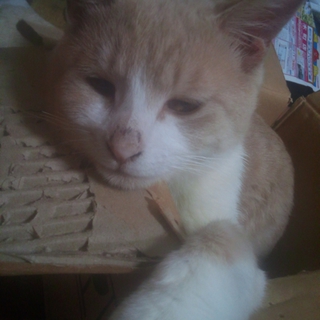 急募！捨て猫一家