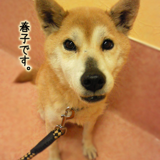 大人しい柴犬です。