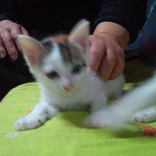 かわいい子猫の優しい里親さん大募集　