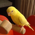 セキセイインコの里親を募集しています