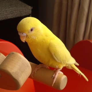 セキセイインコの里親を募集しています