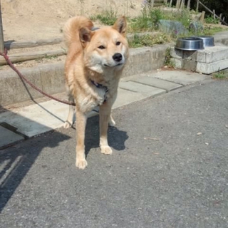 気立ての良い柴風ひまわりちゃん