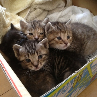 子猫引き取ってください！＞＜