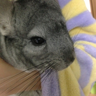 小動物チンチラの里親さん募集