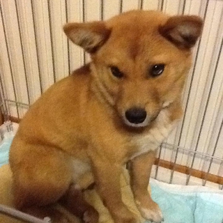 柴犬風mix　里親さん募集です