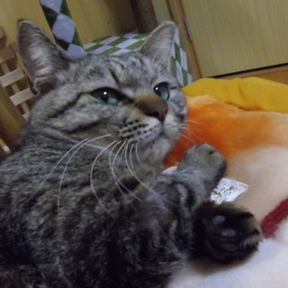 事故で動けなくなっていた猫を保護しました