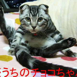 ぬこぬこＮＥＴ.ＣＯＭ(全ヌコ里親さん確定の段)