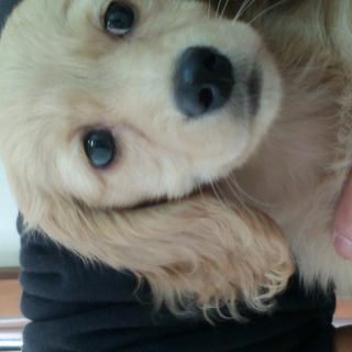 日にちがありません、どうか子犬を助けて下さい。