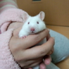 ハムスターの赤ちゃん産まれました。 サムネイル3