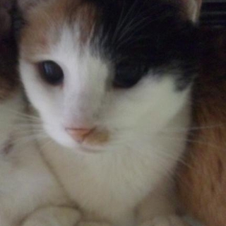 成猫雑種（ミケ♀）の里親募集