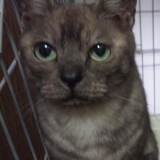 成猫雑種（グレー縞♀）の里親募集