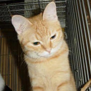 成猫雑種（チャトラ♀）の里親募集