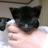 仔猫（1ヶ月）の里親募集 サムネイル4