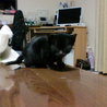 仔猫（1ヶ月）の里親募集 サムネイル5