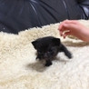 仔猫（1ヶ月）の里親募集 サムネイル3