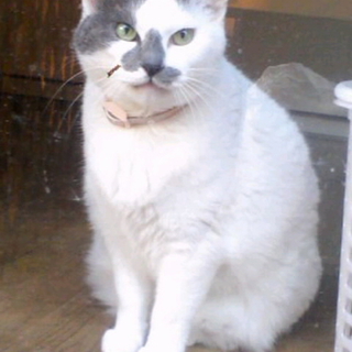 飼い主さん募集