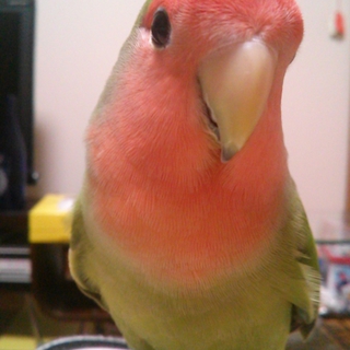 コザクラインコ(ノーマル)里親様募集致します。