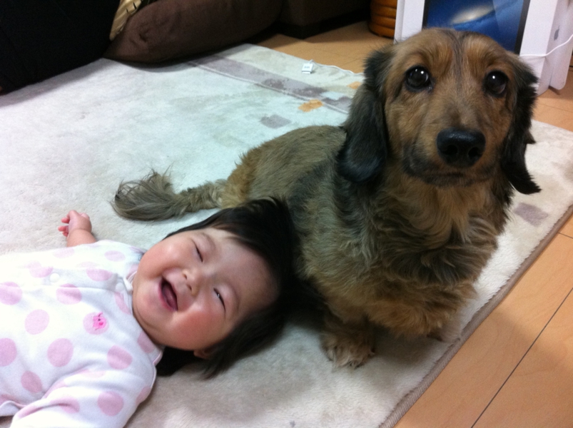 M ダックス9キロ大きい 岐阜県 犬の里親募集 ペットのおうち 月間利用者150万人