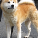 秋田犬　オス　成犬