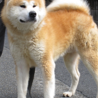 秋田犬　オス　成犬