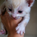 子猫