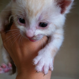 子猫