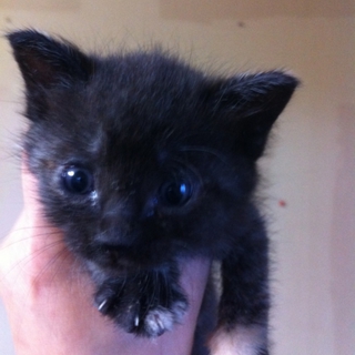 子猫
