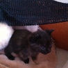 子猫 サムネイル3