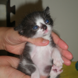 子ネコ飼ってくださる方お願いします