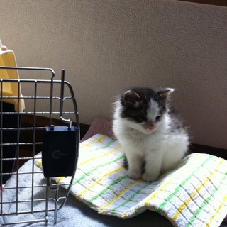 生後一ヶ月半の里親さん探してます