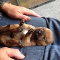 子犬の貰い手探しています（残り1匹です）