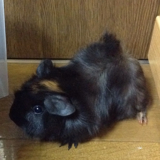 応募ありがとうございました：巻き毛　モルモット