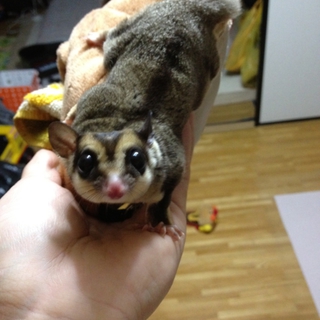フクロモモンガ(三才)・オス一匹の里親募集
