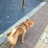 元気な柴犬の女の子です！ サムネイル2