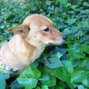 元気な柴犬の女の子です！ サムネイル3