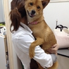 元気な柴犬の女の子です！ サムネイル4