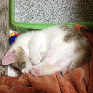 子猫♀の里親募集