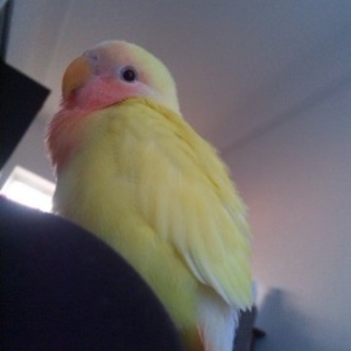 黄色いコザクラインコさんです