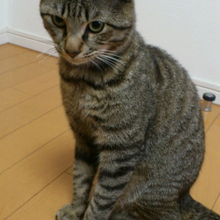 一番下の妹が猫アレルギーだと判明してしまったので…
