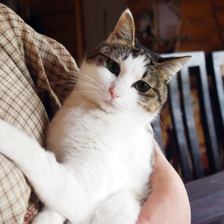 とっても美人なキジ白の猫ちゃんです 