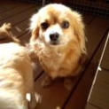 大切に飼ってくださる里親さんを募集します！