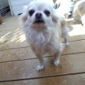大切に飼ってくださる里親さんを募集します！