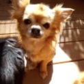 大切に飼ってくださる里親さんを募集します！