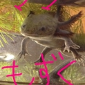 ウーパールーパー（アホロートル）