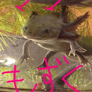 ウーパールーパー（アホロートル）