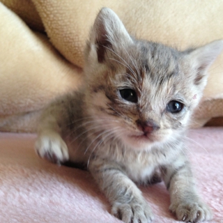 生後二週間の子猫貰って下さい！